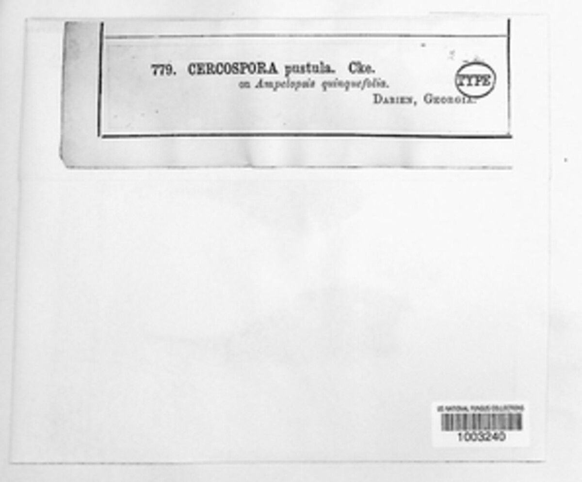 Cercospora pustula image